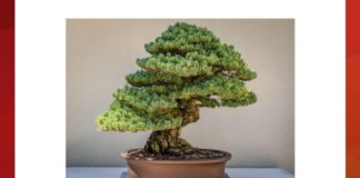 Identify the cultivation technique. | Amazon Quiz Identify the culivation technique