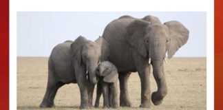 Most of these animals weigh less than the tongue of which animal? Most of these animals weigh less than the tongue of which animal?