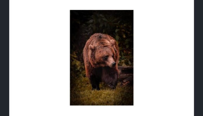Name the famous character who was this animal, created by writer A A Milne
