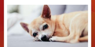 Name this animal, who was Elle Woods’ pet in Legally Blonde? Name this animal, who was Elle Woods’ pet in Legally Blonde?