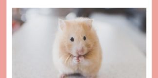 The main character battles this King based on this animal in what famous ballet? The main character battles this King based on this animal in what famous ballet