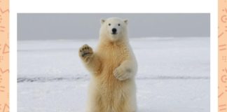 This animal is nearly undetectable by which of these, due to their transparent fur?