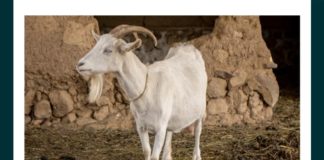 To help them watch over broad, flat grazing areas, this animal’s pupils come in what shape? To help them watch over broad, flat grazing areas, this animal's pupils come in what shape