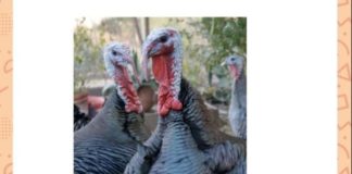 What is the collective noun used for a group of these birds? What is the collective noun used for a group of these birds?