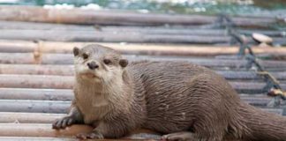 Identify this fish-eating mammal Identify this fish-eating mammal