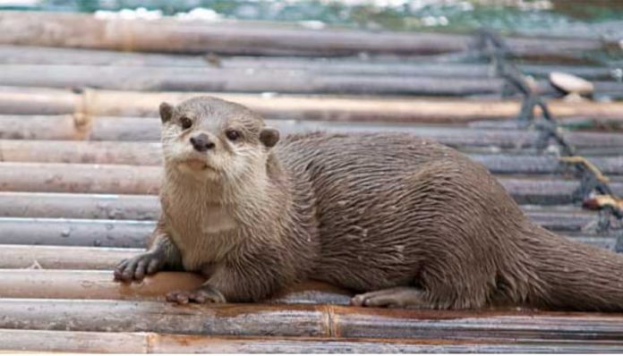 Identify this fish-eating mammal