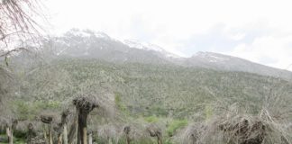 Indian History: The Chipko Movement