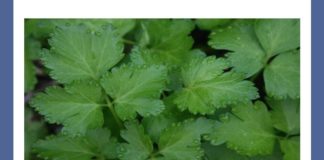 Often used as a garnish, identify this herb | Amazon Quiz Often used as a garnish, identify this herb