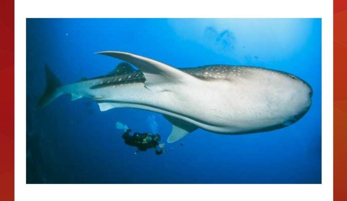 This is the biggest fish Name it