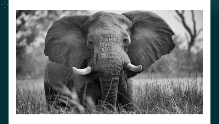 What do the ear flaps in this animal help it do?