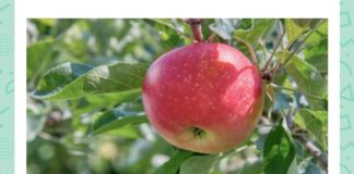 Which legendary hero from Switzerland was made to shoot an arrow at this fruit balanced on his son’s head? Which legendary hero from Switzerland was made to shoot an arrow at this fruit balanced on his son's head?