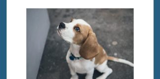 Name this popular breed of dog | Amazon Quiz Name this popular breed of dog Amazon Quiz