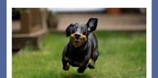 This popular breed of dog originated in which country? | Amazon Quiz This popular breed of dog originated in which country amazon quiz