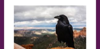 What does this bird symbolize in Norse Mythology? | Amazon Quiz What does this bird symbolize in Norse Mythology Amazon Quiz