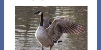 What is a group of these birds called? | Amazon Quiz What is a group of these birds called amazon quiz