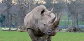 Which country is home to more than 90% of the world’s approximately 20,000 population of these animals? | Amazon Quiz Which country is home to more than 90% of the world's approximately 20,000 population of these animals?