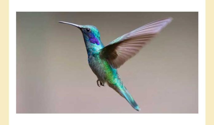 Which is this bird, that can fly backwards amazon quiz