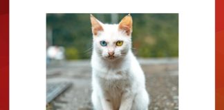 What is this condition of differing eye colors known as? | Amazon Quiz What is this condition of differing eye colors known as