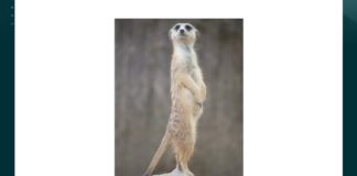 What type of animal is this, that surveys its environment by standing on its hind legs? | Amazon Quiz What type of animal is this, that surveys its environment by standing on its hind legs Amazon Quiz