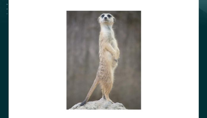 What type of animal is this, that surveys its environment by standing on its hind legs Amazon Quiz