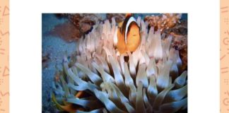 Which children’s cartoon movie is based on this fish? | Amazon Quiz Which children's cartoon movie is based on this fish?