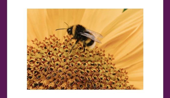 These insects play a major role in which of the following processes?