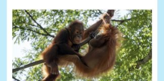 Identify the world’s largest tree-dwelling mammal | Amazon Quiz Identify the world s largest tree-dwelling mammal Orang-utan Gibbon koala Squirrel Monkey