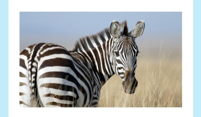 What is the collective noun for this animal amazon quiz
