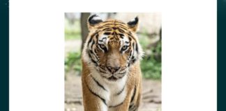 Which of the following sportsmen has been part of a campaign by WWF to save this animal? | Amazon Quiz Which of the following sportsmen has been part of a campaign by WWF to save this animal Virat Kohli M S Dhoni Suresh Raina Rahul Dravid