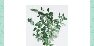 Which pigment causes leaves to be of this colour? | Amazon Quiz Which pigment causes leaves to be of this colour amazon quiz