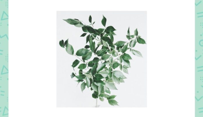 Which pigment causes leaves to be of this colour amazon quiz