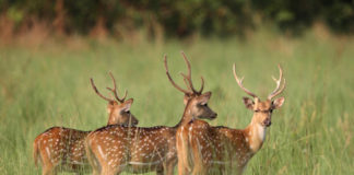 Top 5 Vacation Destinations in India Deer at Jim Corbett National Park