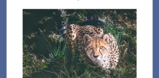 In 2012, Sarah- a member of this species, completed a distance of 100 metres in how many seconds? | Amazon Quiz In 2012, Sarah- a member of this species, completed a distance of 100 metres in how many seconds Amazon Quiz