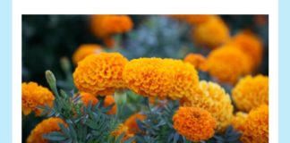 Name this popular variety of flowers | Amazon Quiz Name this popular variety of flowers amazon quiz