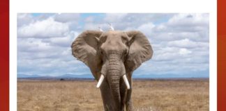 Which of these states has this animal as the state animal? | Amazon Quiz Which of these states has this animal as the state animal Amazon Quiz