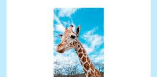 Who was the voice of Melman- the Giraffe in the Madagascar movie series? | Amazon Quiz Who was the voice of Melman- the Giraffe in the Madagascar movie series Amazon Quiz