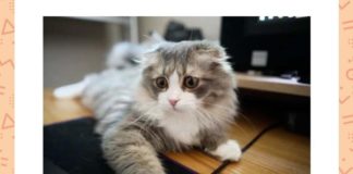 This cat breed is called the ____ Forest Cat. Fill in the blanks This cat breed is called the Norwegian Forest Cat Fill in the blanks