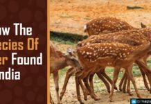Know The Species Of Deer Found In India