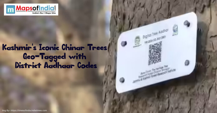 A close-up of a Chinar tree in Kashmir with a digital tag displaying a QR code and unique ID, part of a geo-tagging initiative using Aadhaar-like district codes.