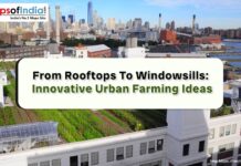 From Rooftops to Windowsills: Innovative Urban Farming Ideas Rooftop garden with rows of green plants on white buildings, city skyline in the background.