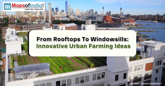 Rooftop garden with rows of green plants on white buildings, city skyline in the background.