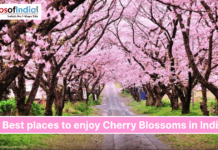 Best Places to Enjoy Cherry Blossoms in India A scenic pathway lined with blooming cherry blossom trees featuring vibrant pink flowers, promoting the best places to enjoy cherry blossoms in India.