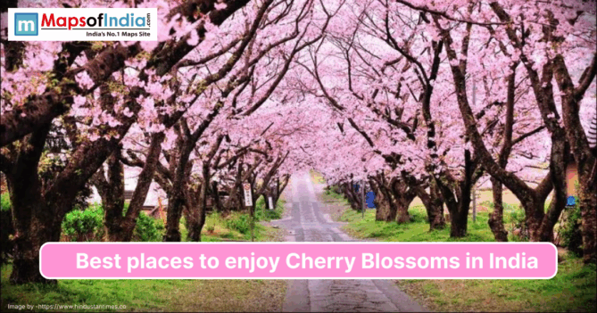 A scenic pathway lined with blooming cherry blossom trees featuring vibrant pink flowers, promoting the best places to enjoy cherry blossoms in India.