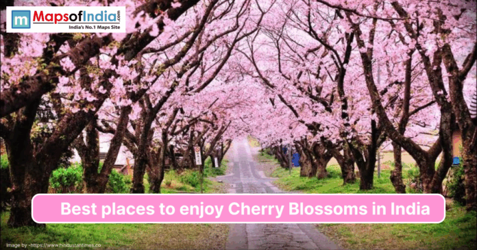 A scenic pathway lined with blooming cherry blossom trees featuring vibrant pink flowers, promoting the best places to enjoy cherry blossoms in India.
