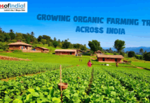 Growing Organic Farming Trend Across India An image featuring a lush green hillside farm in India with the text "GROWING ORGANIC FARMING TREND ACROSS INDIA" in the sky. The landscape shows rows of vibrant crops, traditional brick houses with tiled roofs, and farmers working in the fields under a clear blue sky.