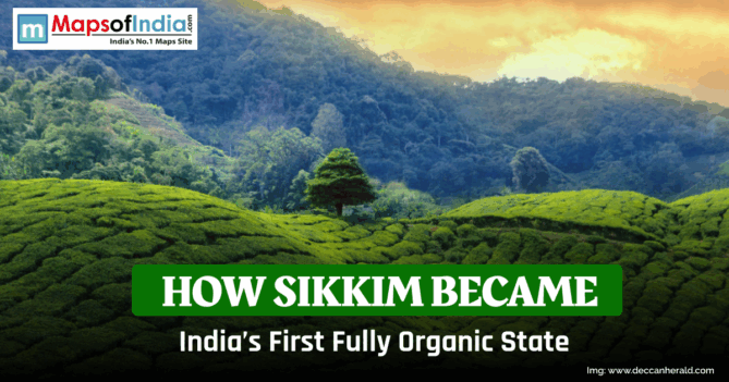 Green terraced farmland with a lone tree and forested hills in the background, overlaid text reading “How Sikkim Became India’s First Fully Organic State” and “Maps of India” logo at top left.