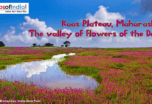 Kaas Plateau, Maharashtra: The Valley of Flowers of the Deccan Kaas Plateau in Maharashtra covered with vibrant seasonal wildflowers, reflecting in a small water stream under a blue sky, known as the Valley of Flowers of the Deccan.