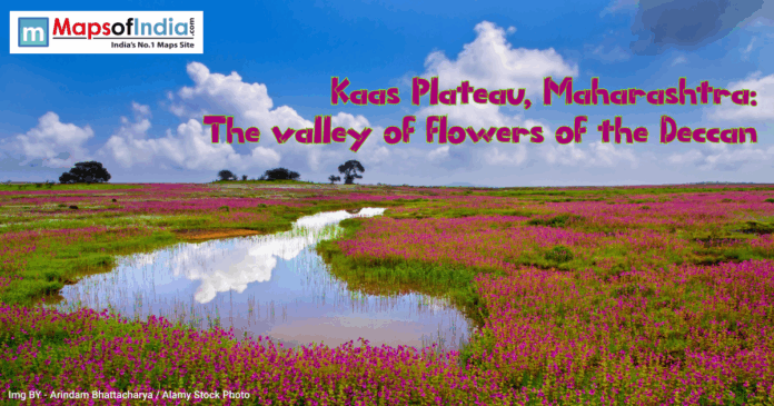 Kaas Plateau in Maharashtra covered with vibrant seasonal wildflowers, reflecting in a small water stream under a blue sky, known as the Valley of Flowers of the Deccan.