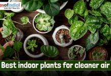 Best Indoor Plants for Cleaner Air Top view of various indoor plants in pots, including air-purifying houseplants arranged on a wooden table, symbolizing the best indoor plants for cleaner and healthier air.