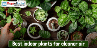 Best Indoor Plants for Cleaner Air Top view of various indoor plants in pots, including air-purifying houseplants arranged on a wooden table, symbolizing the best indoor plants for cleaner and healthier air.